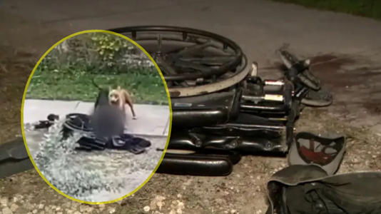  Hombre en silla de ruedas de Florida fue “despedazado” por un par de perros