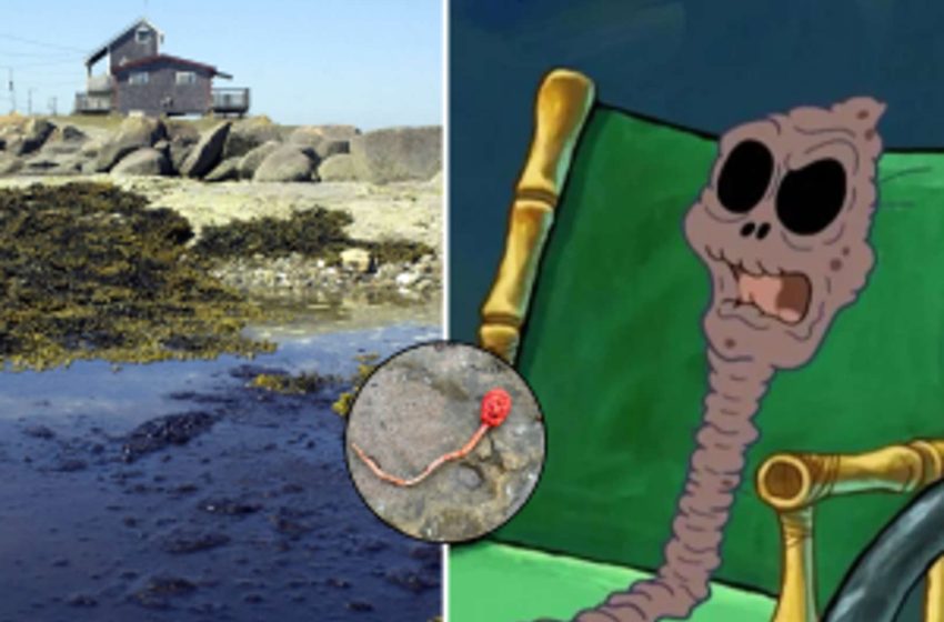  Captan extraña criatura marina a la orilla del mar y la foto causa terror en redes.