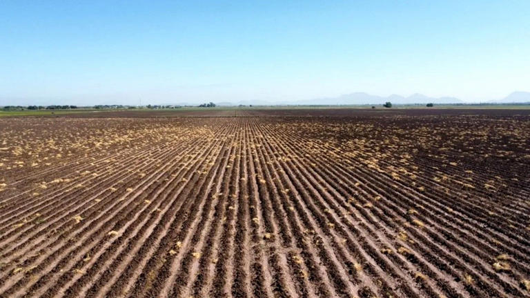  ¿Sinaloenses ilustres?